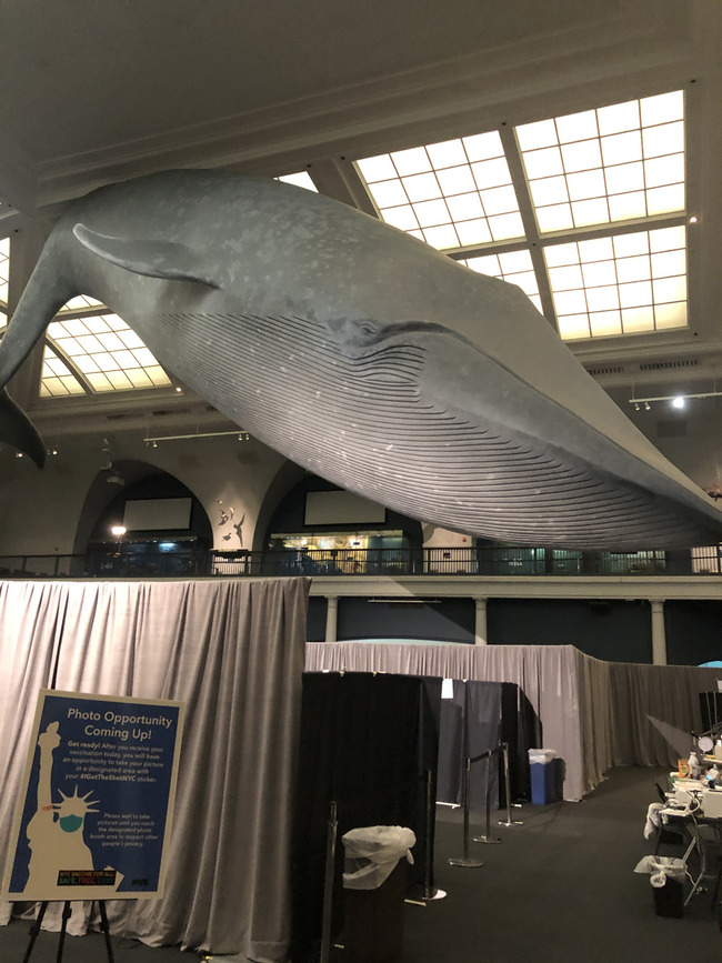 Getting a vaccine under a giant blue whale